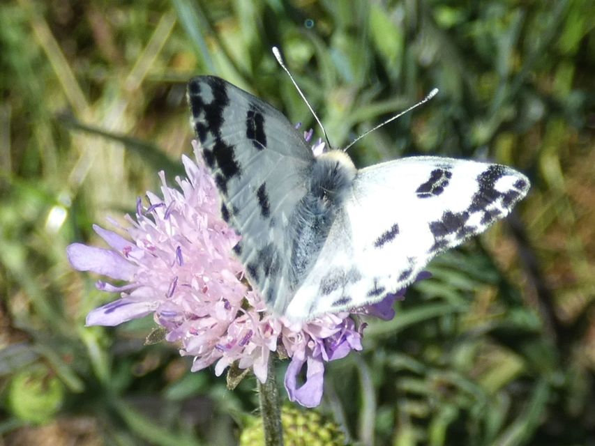 Pontia edusa - rezedalepke
