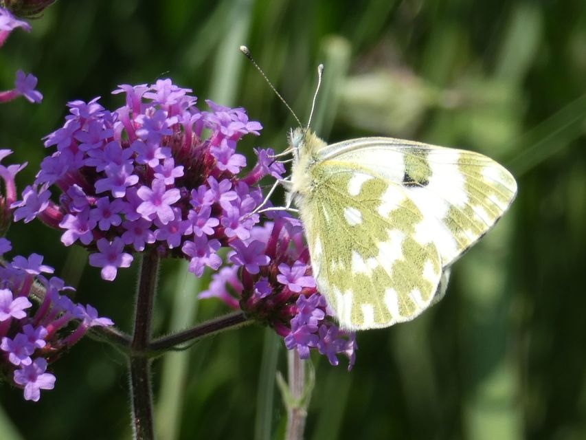 Pontia edusa - rezedalepke