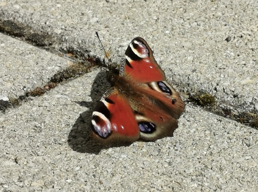 Nymphalis io - nappali pávaszem