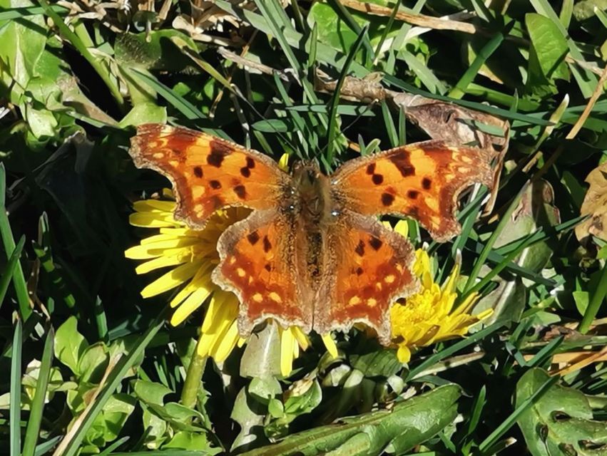 Nymphalis c-album - C-betűs lepke