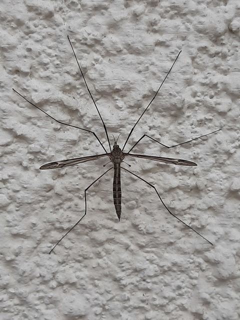 Tipula lateralis
