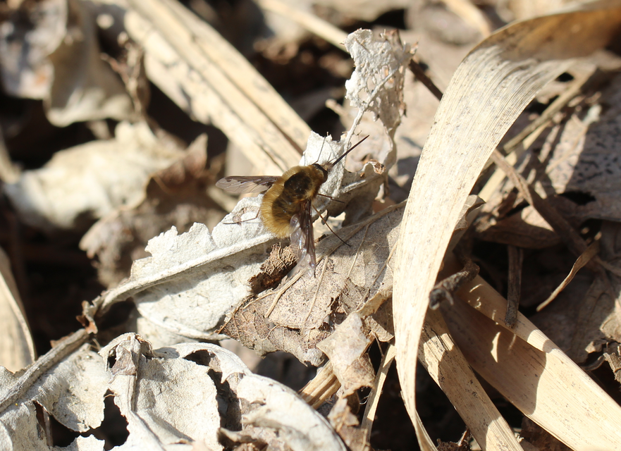 Bombylius major - szegélyes pöszörlégy