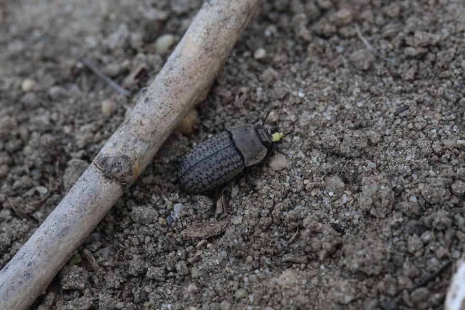 Opatrum sabulosum - sároshátú gyászbogár