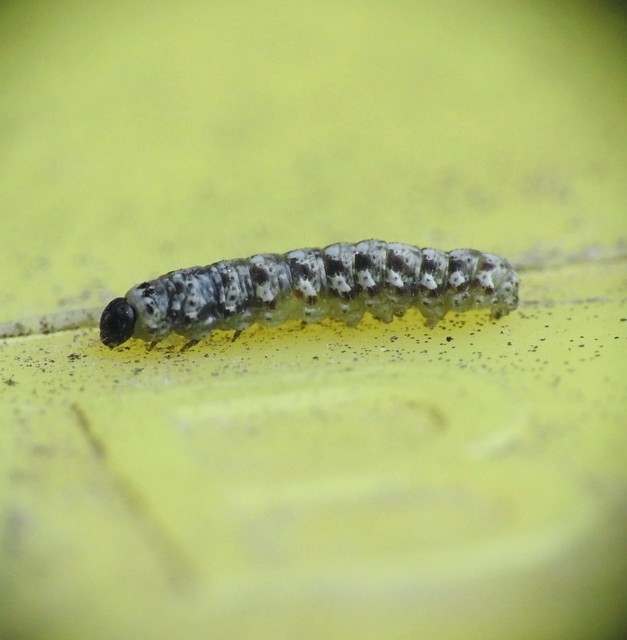 Cryphia algae - sárgászöld zuzmóbagoly