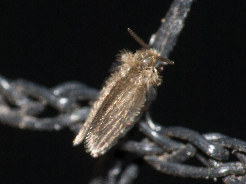 Psychoda