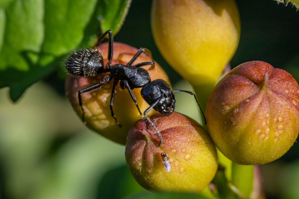 Camponotus vagus - fekete lóhangya