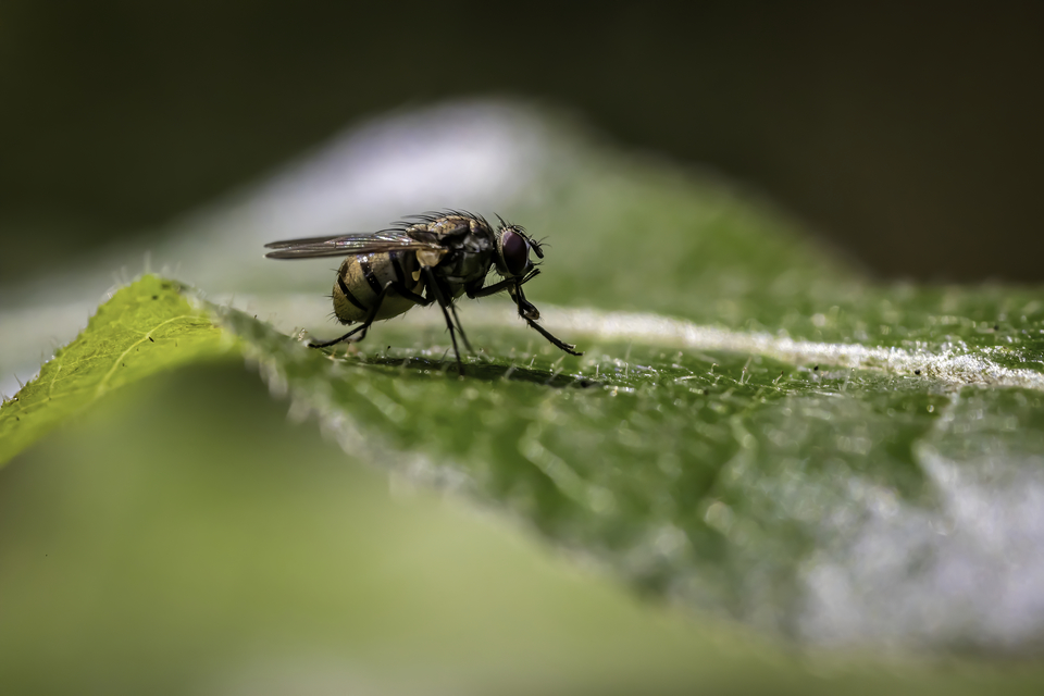 Coenosia