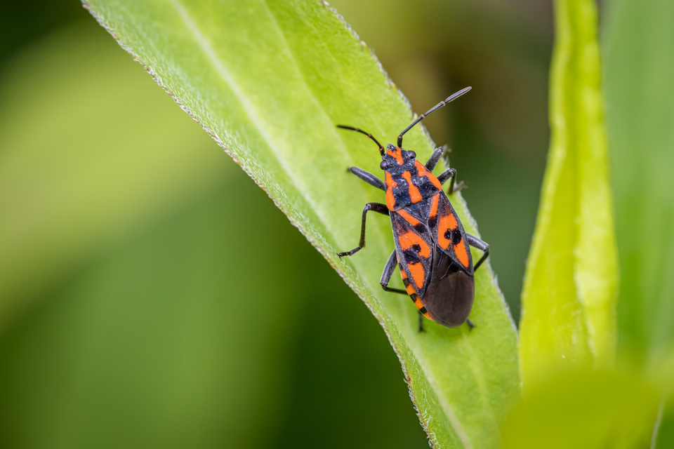 Spilostethus saxatilis - virágbodobács