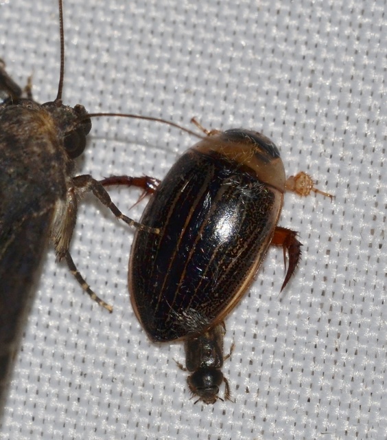 Hydaticus grammicus - déli mocsáricsíkbogár