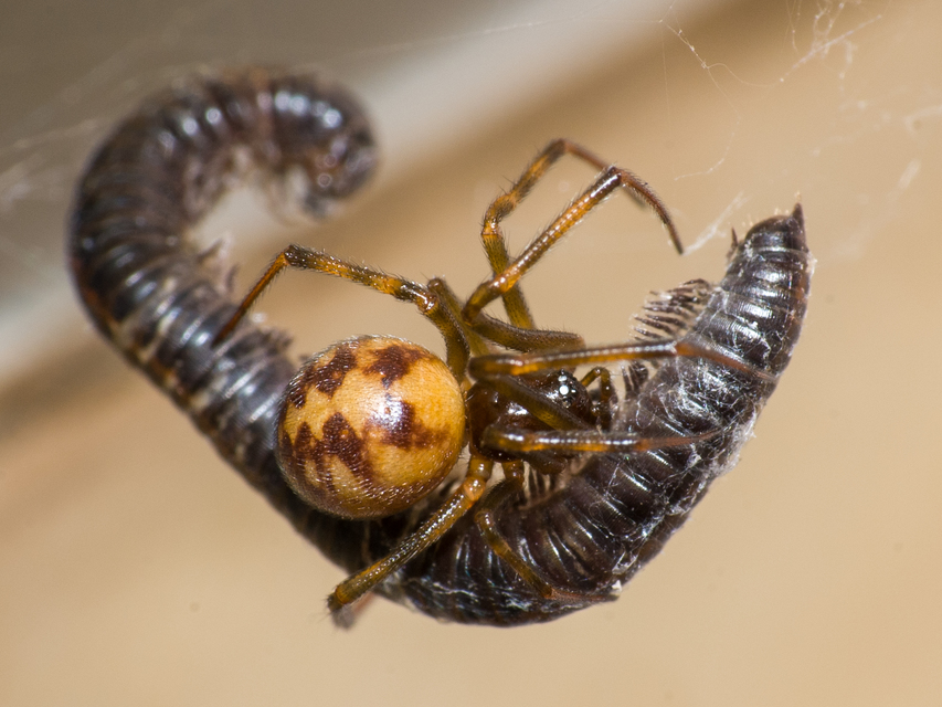 Steatoda triangulosa - háromszöges faggyúpók