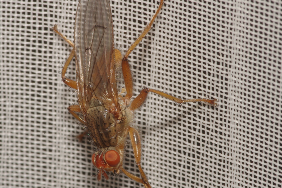 Scathophaga