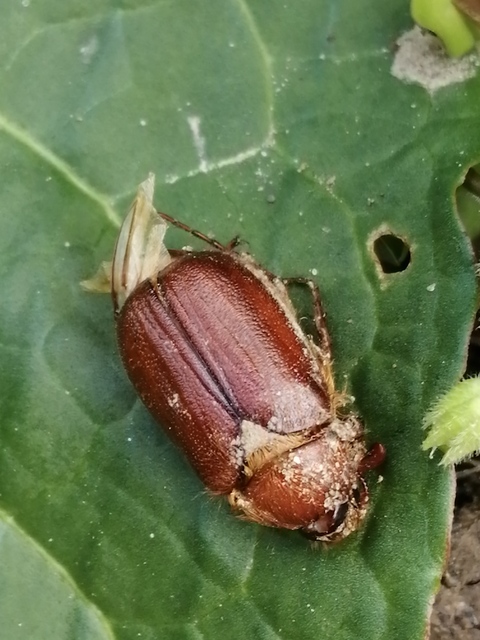 Holochelus aequinoctialis - tavaszeleji cserebogár