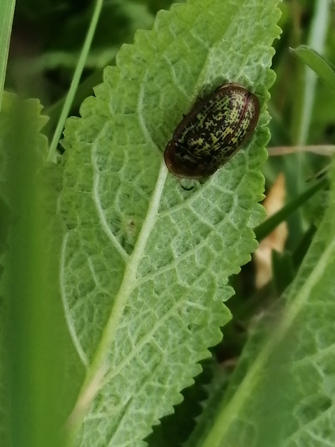 Cassida canaliculata - karimás pajzsbogár