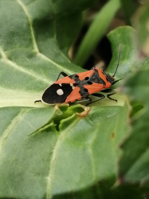 Lygaeus simulans - hamis lovagbodobács
