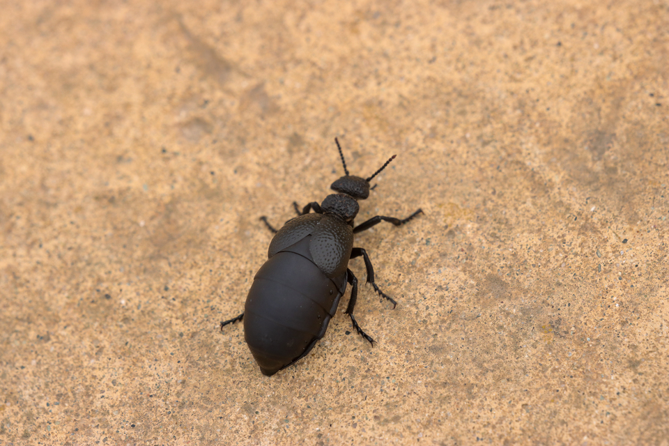 Meloe tuccius - gödörkés nünüke Meloe tuccius - gödörkés nünüke