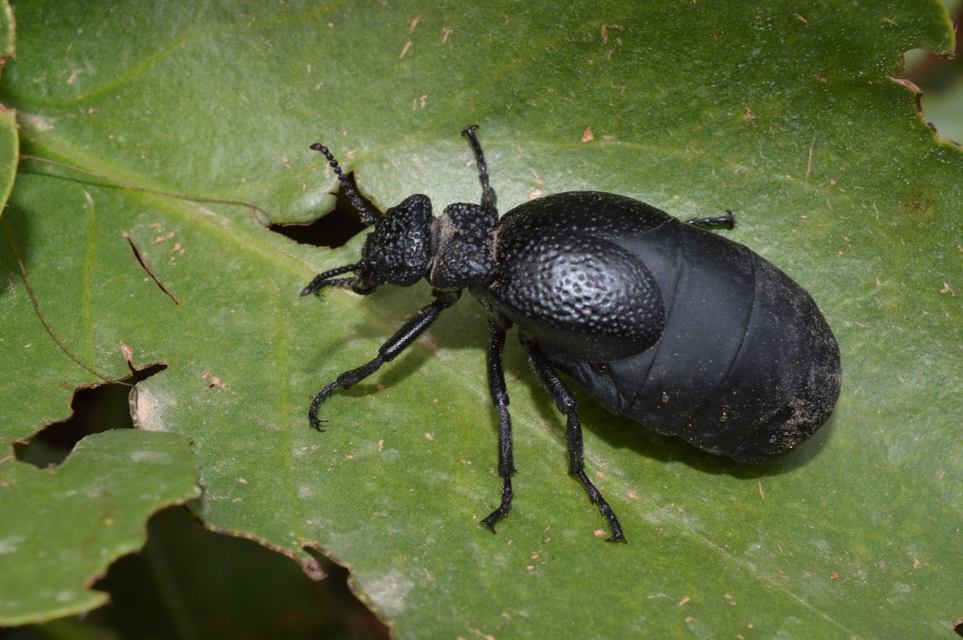 Meloe tuccius - gödörkés nünüke Meloe tuccius - gödörkés nünüke