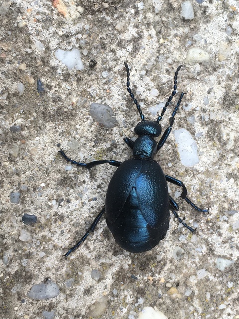 Meloe violaceus - kék nünüke