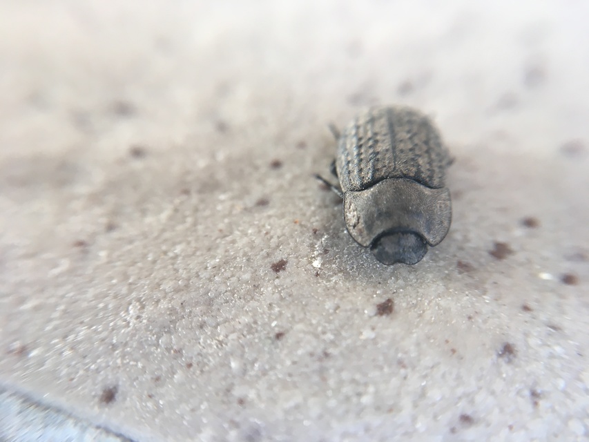 Opatrum sabulosum - sároshátú gyászbogár