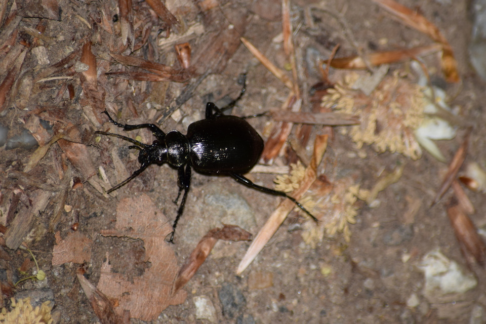 Calosoma inquisitor - kis bábrabló