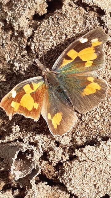 Libythea celtis - csőröslepke
