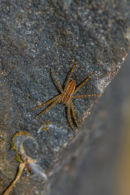 Dolomedes plantarius/fimbriatus