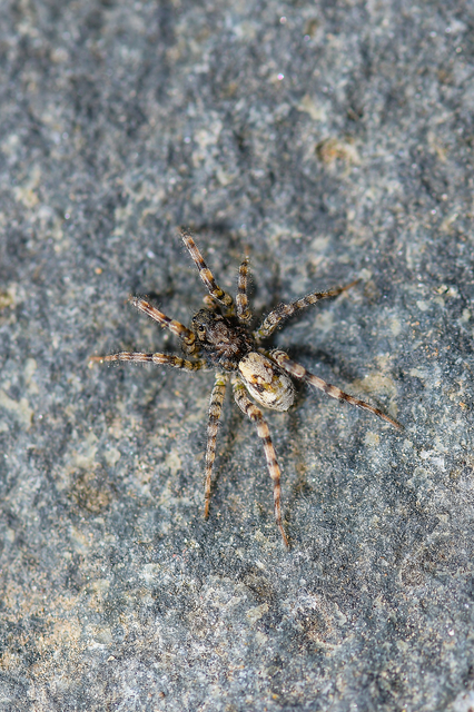 Arctosa perita - tarka farkaspók