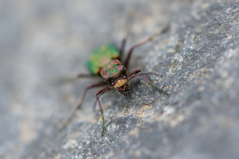 Cicindela campestris - mezei homokfutrinka