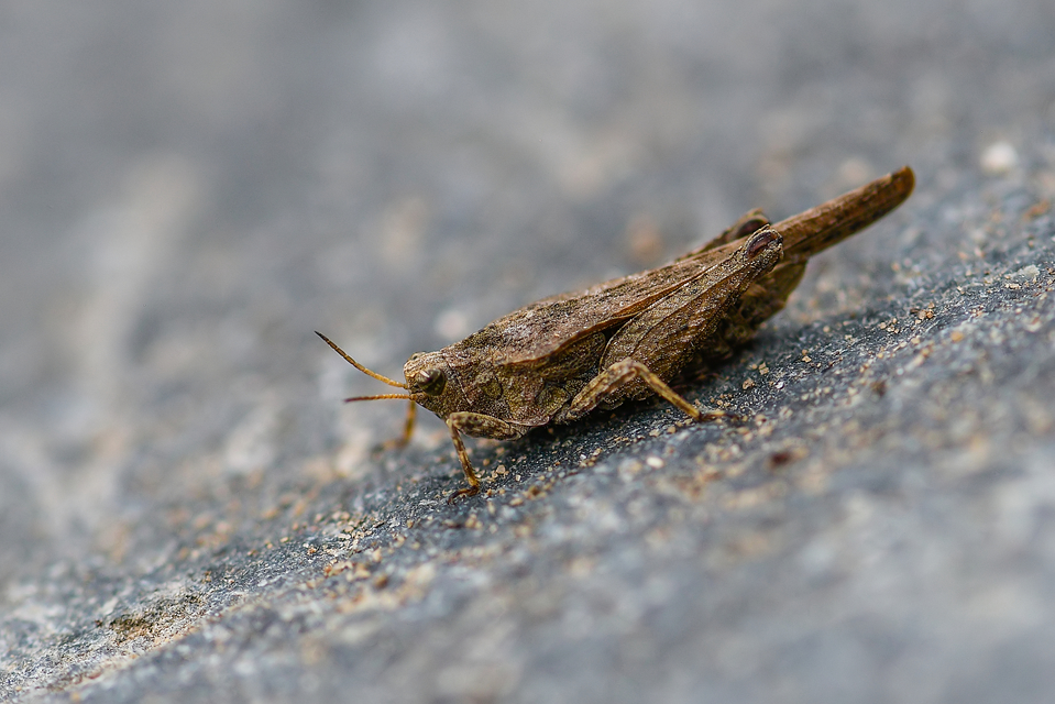 Tetrix subulata - közönséges tövishátúsáska