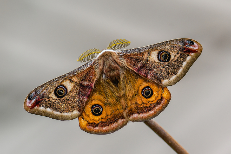 Saturnia pavoniella/pavonia