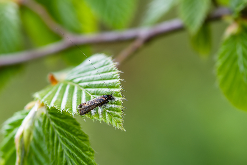 Adelidae - hosszúcsápú-tőrösmolyfélék