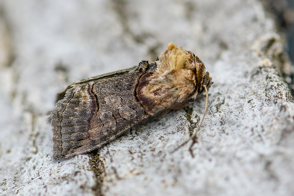 Abrostola triplasia - közönséges csalánbagoly