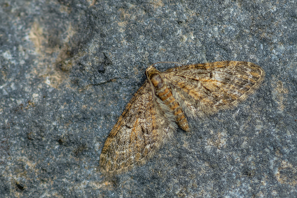 Eupithecia abbreviata - korai törpearaszoló