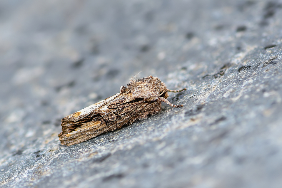 Egira conspicillaris - változékony szürkebagoly