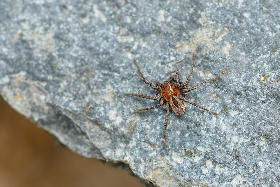 Thanatus arenarius