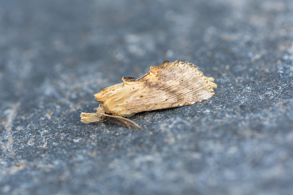 Pterostoma palpina - csőrös púposszövő