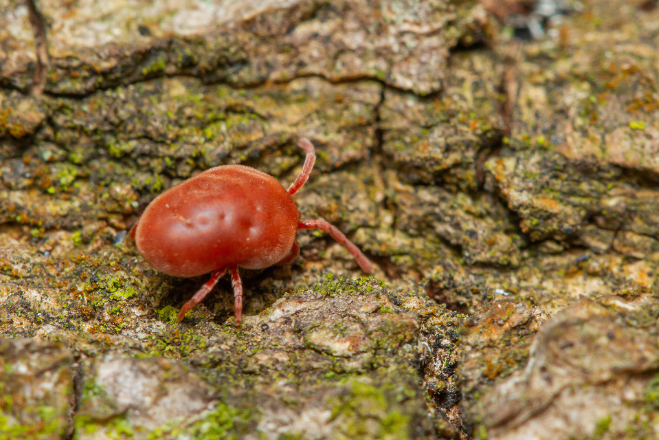 Allothrombium