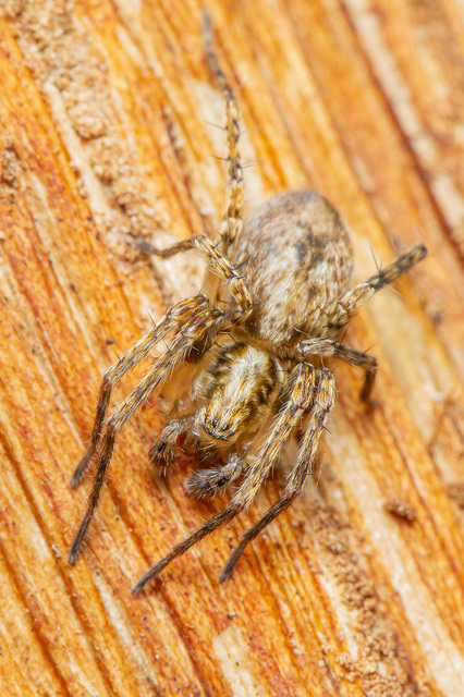Anyphaena accentuata - jegyespók