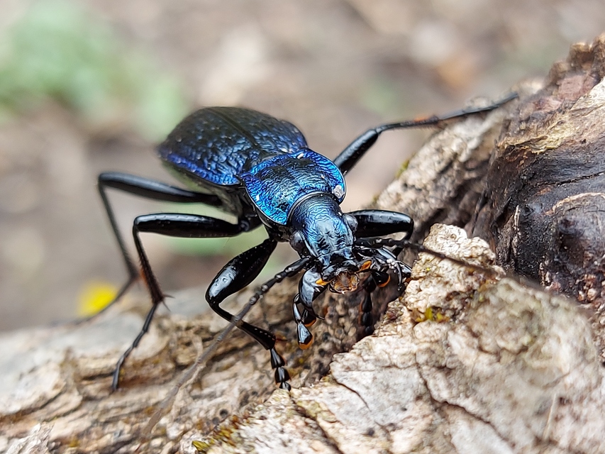 Carabus intricatus - kék laposfutrinka