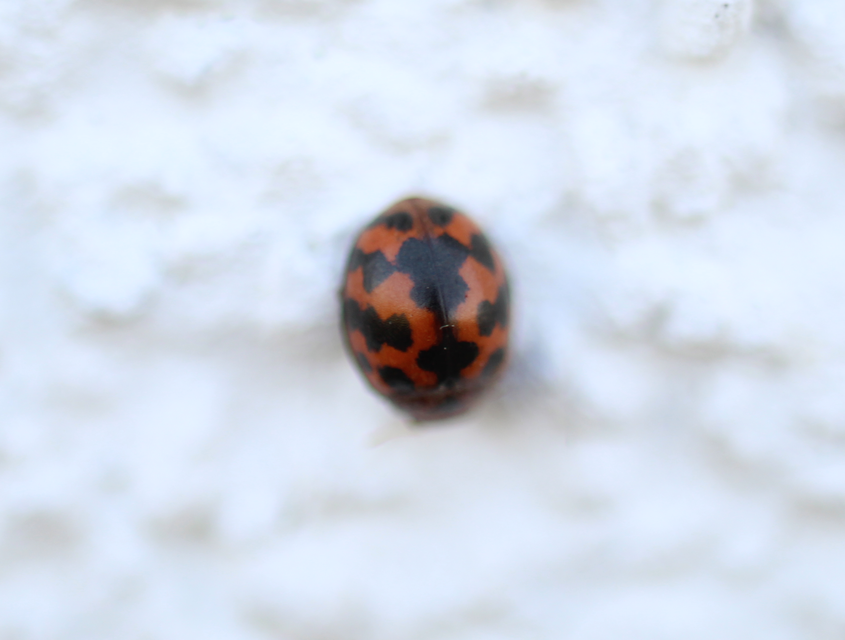 Subcoccinella vigintiquatuorpunctata - lucernaböde