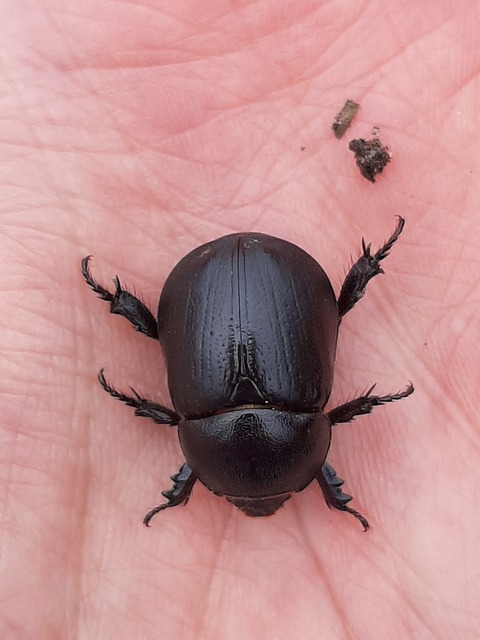 Pentodon idiota - butabogár