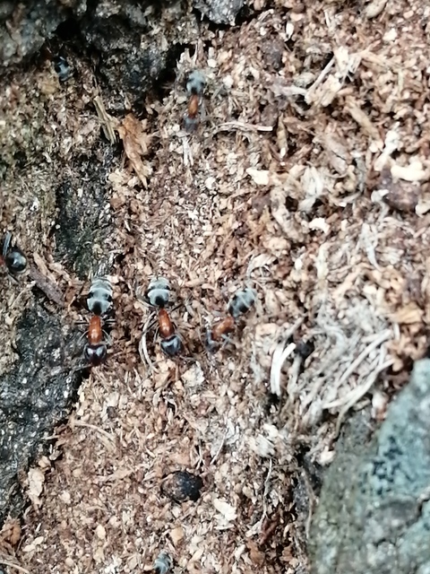 Liometopum microcephalum - tölgyfahangya