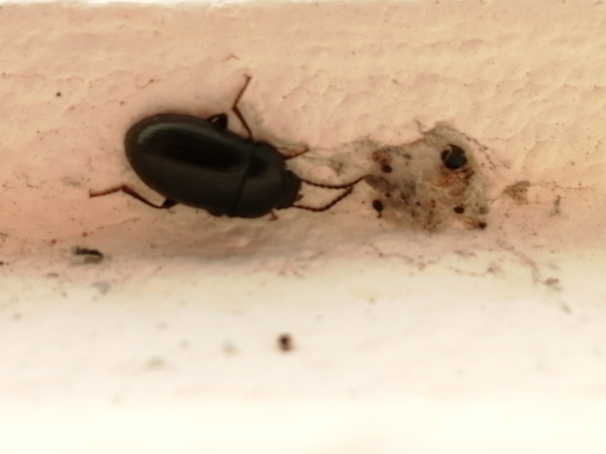 Nalassus dermestoides - rövidszárnyú gyászbogár