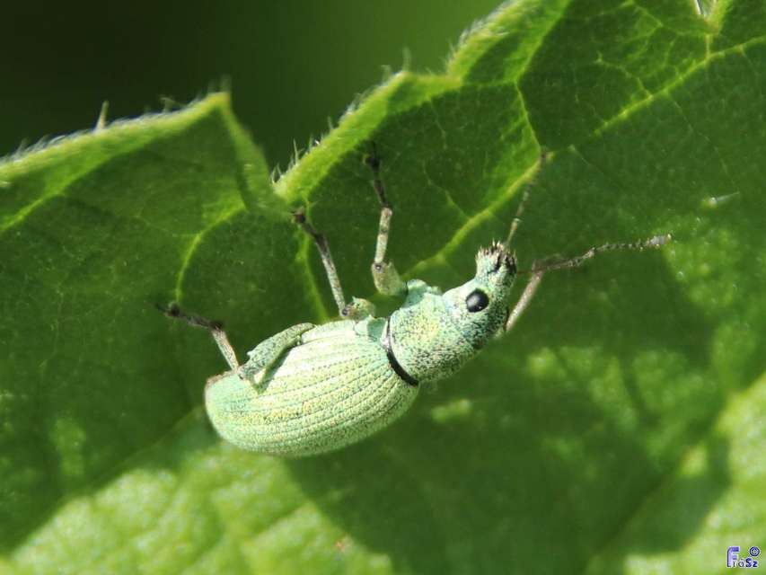 Eusomus ovulum - közönséges cickafarkormányos
