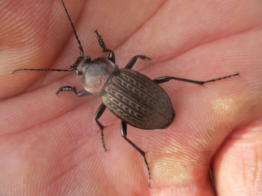 Carabus ulrichii - rezes futrinka