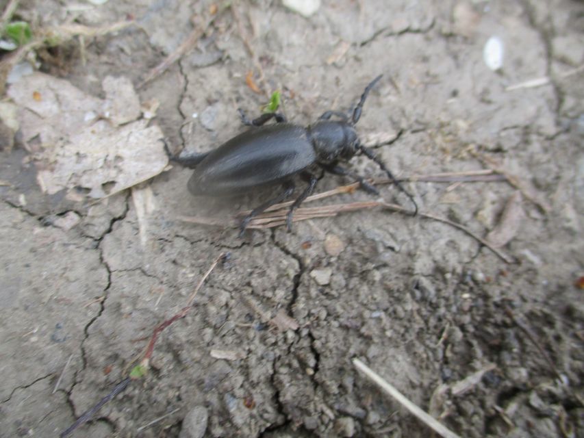 Dorcadion aethiops - fekete gyalogcincér