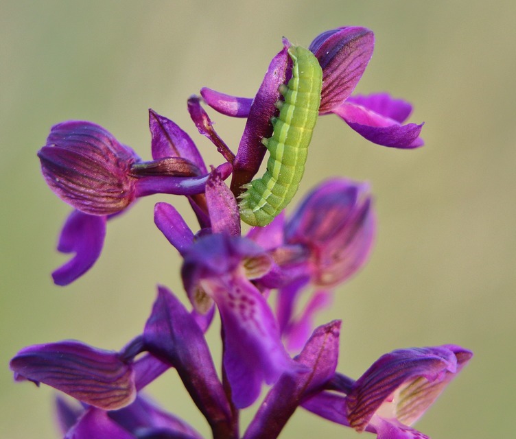 Aporophyla lutulenta - sziki őszibagoly