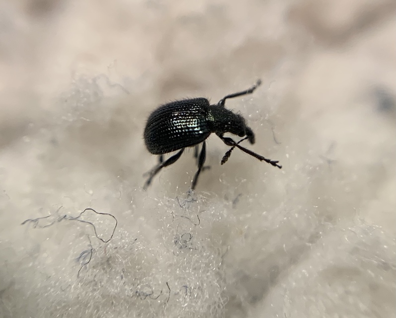 Neocoenorrhinus pauxillus - bordafúró eszelény