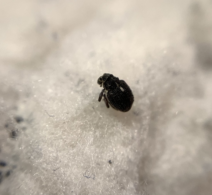 Neophytobius quadrinodosus - vidrakeserűfű-ormányos