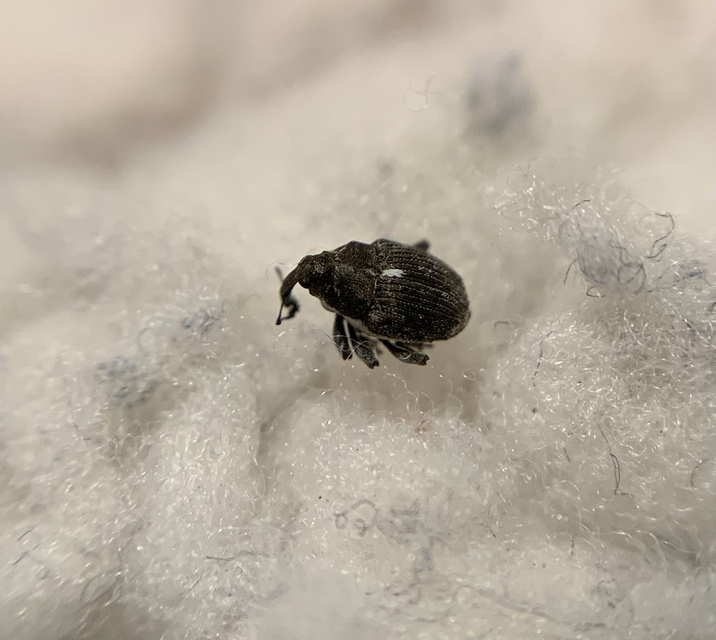 Glocianus distinctus - pitypang-gömbdedormányos