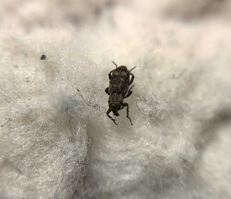 Bagous tempestivus - boglárka-víziormányos Bagous tempestivus - boglárka-víziormányos